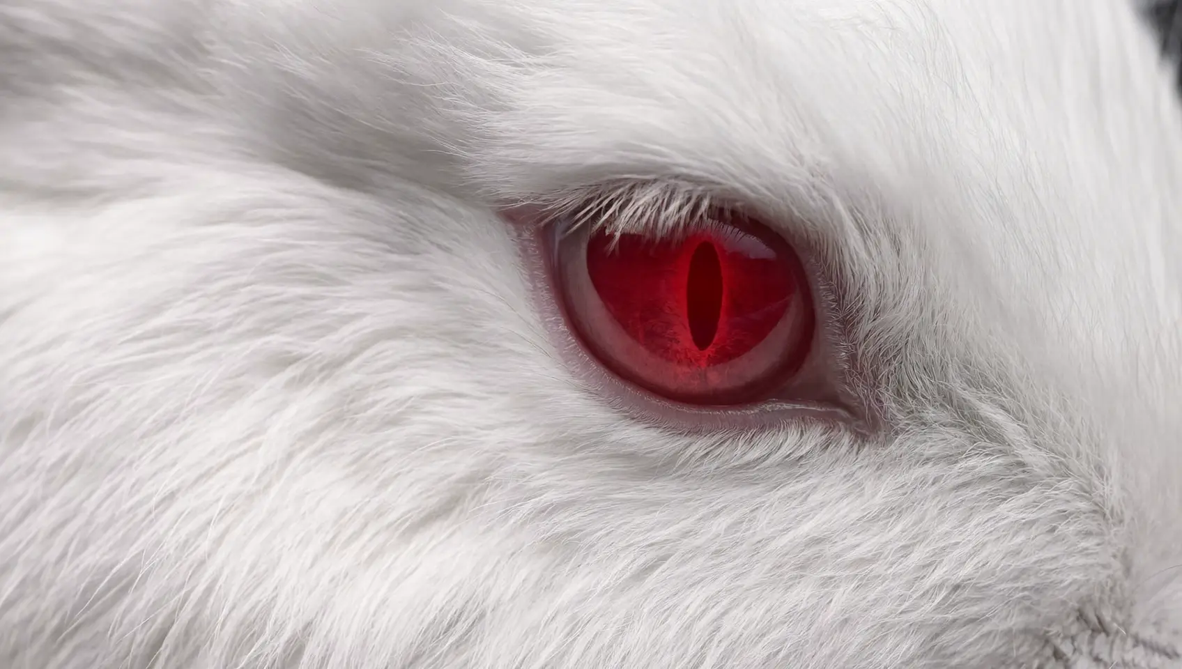 Surreal close-up of a red eye in white fur